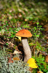 In autumn forest