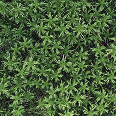 Green Peat Moss