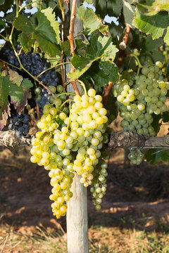 Vines in autumn