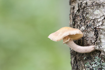 Mushroom on a tree stem