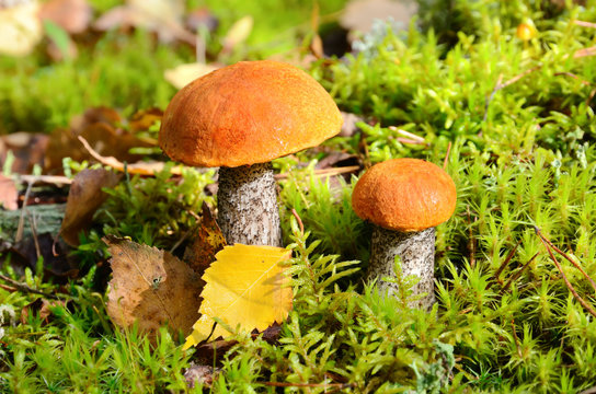 Mushroom in moss