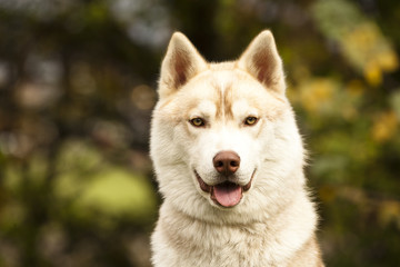 Obraz premium brown siberian husky posing