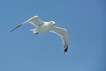 flying seagull