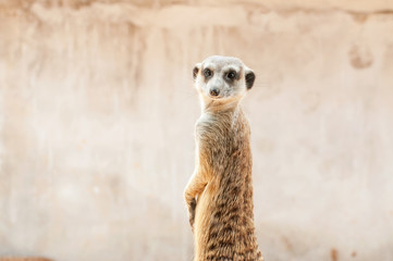 Fototapeta premium Meerkat