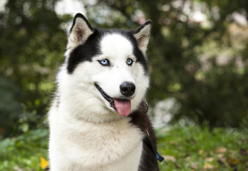 siberian husky posing