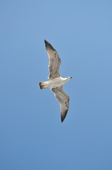 flying seagull