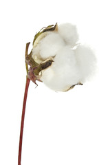 cotton