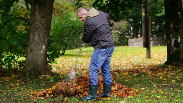 Man collects leaves in the fall