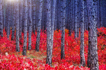 autumn