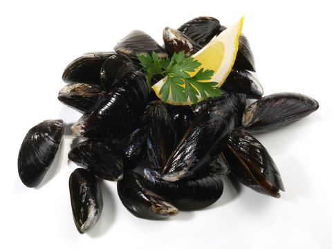 Miesmuscheln - frisch