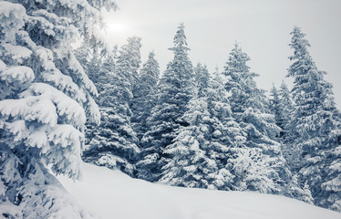 Fototapeta premium winter