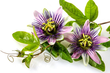 Passionsblumen: passiflora incarnata