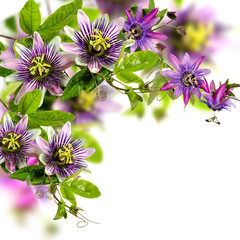 Passionsblumen: passiflora violacea und passiflora incarnata