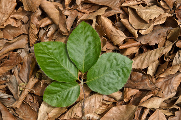 Green and dry leaves background