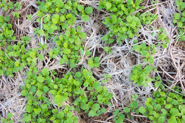 Green vegetables on the ground