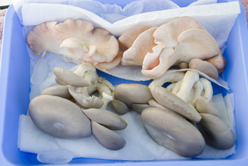 Fototapeta na wymiar Rare mushrooms on display at Ellensburg Farmer's Market, USA