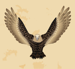 Vintage Eagle Vector Illustration
