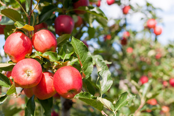 Apple harvest - 56514076