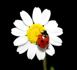 Fototapeta premium ladybug