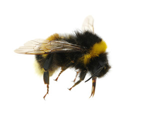 bumblebee