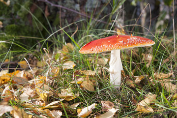 Red flyagaric