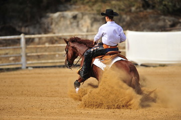 The rider is stopping the horse