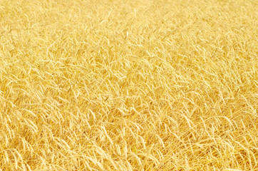 wheat field