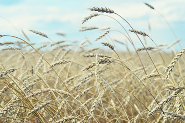 Fototapeta premium wheat field