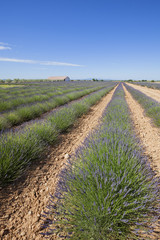 Lavender Field in Valensole, Provence