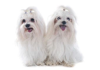 maltese dogs