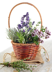 fresh herbs in basket