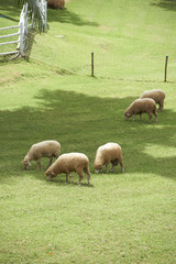Fototapeta premium Lambs eating grass in the field