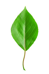 Fototapeta premium Green leaf isolated on white