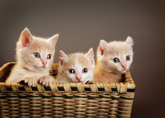 Trzy czerwone brytyjskie kocięta - obrazy, fototapety, plakaty