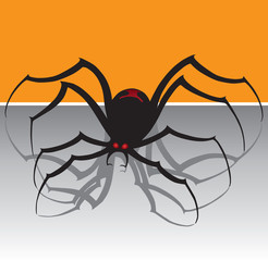 Black Widow Spider