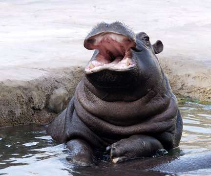 A young hippo
