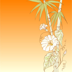 Fototapeta na wymiar Bindweed flower and bamboo