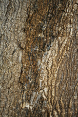 Wood bark texture background