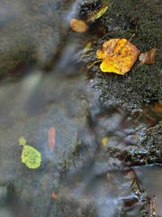 Yellow aspen leaf on boulder in stream