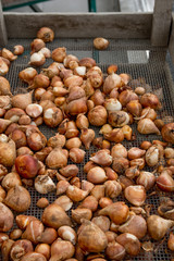 many flower bulbs for sale