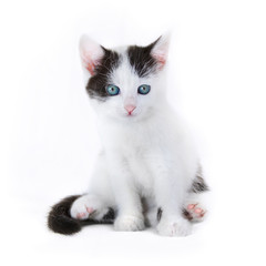 Cat kitten on white background