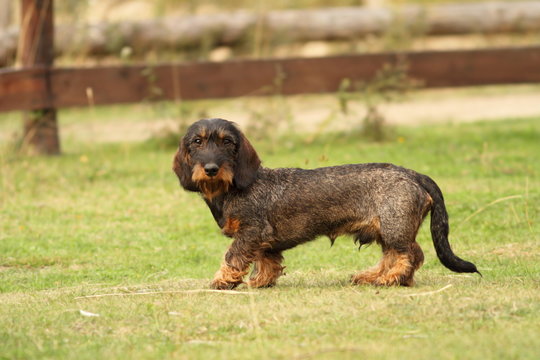 tekkel breed standing on green grass