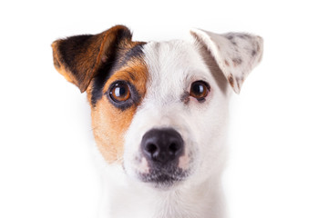 jack russell portrait of a white background