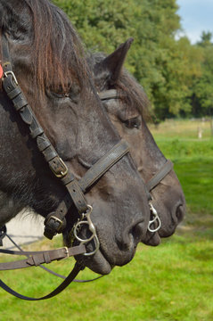 Portrait of two yoked Belgian draft horses