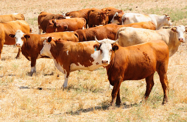 Herd of israeli cows at the pasture-ground.