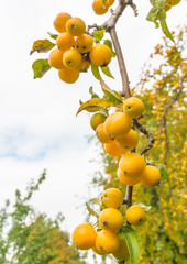 Yellow crab apples at a branch