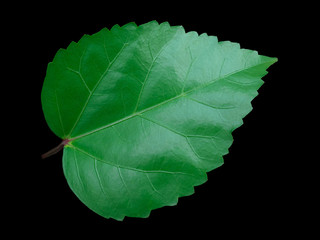 leaf vein