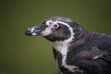 Fototapeta premium penguin