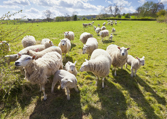 Idyllic rural farmland, Cotswolds UK