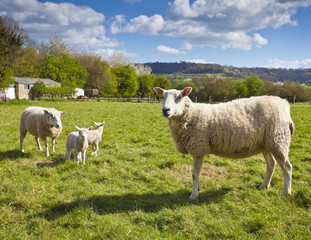 Fototapeta premium Idyllic rural farmland, Cotswolds UK